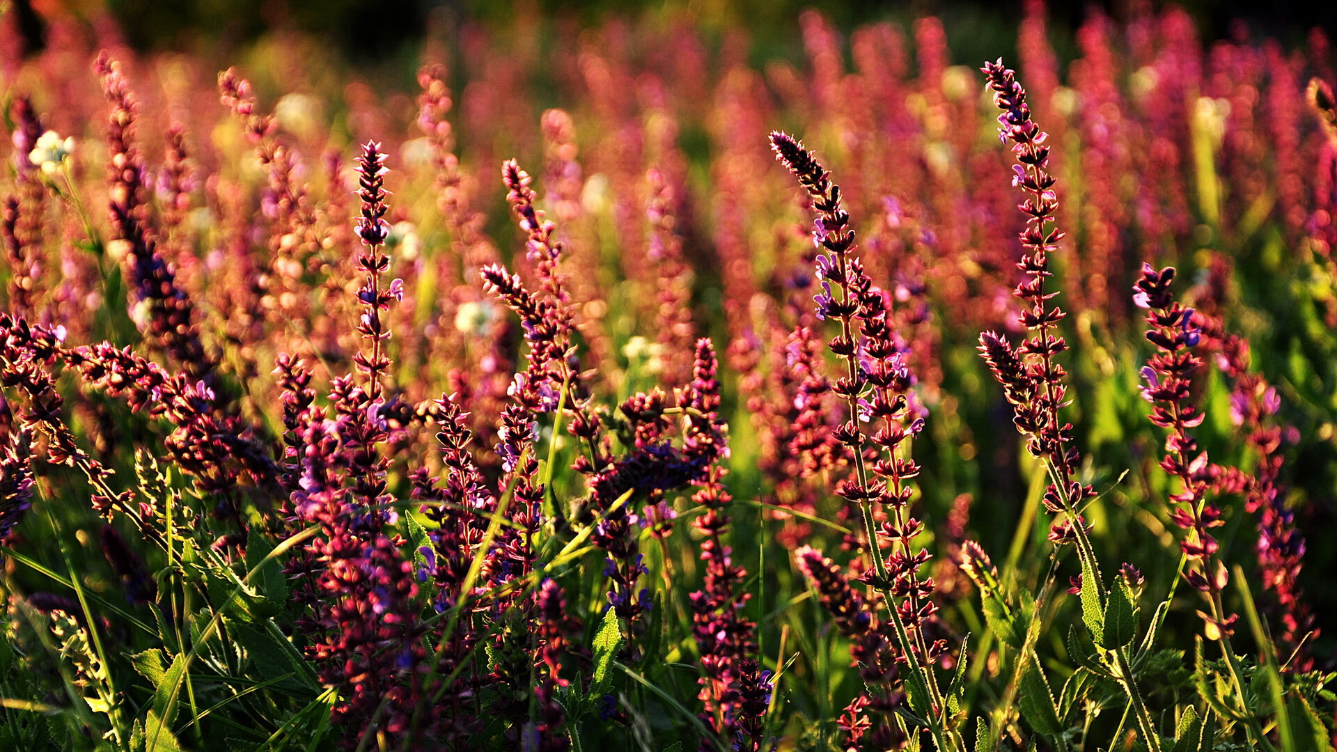 青训是否应注重培养球员创造力和智慧,青训对足球的重要性
