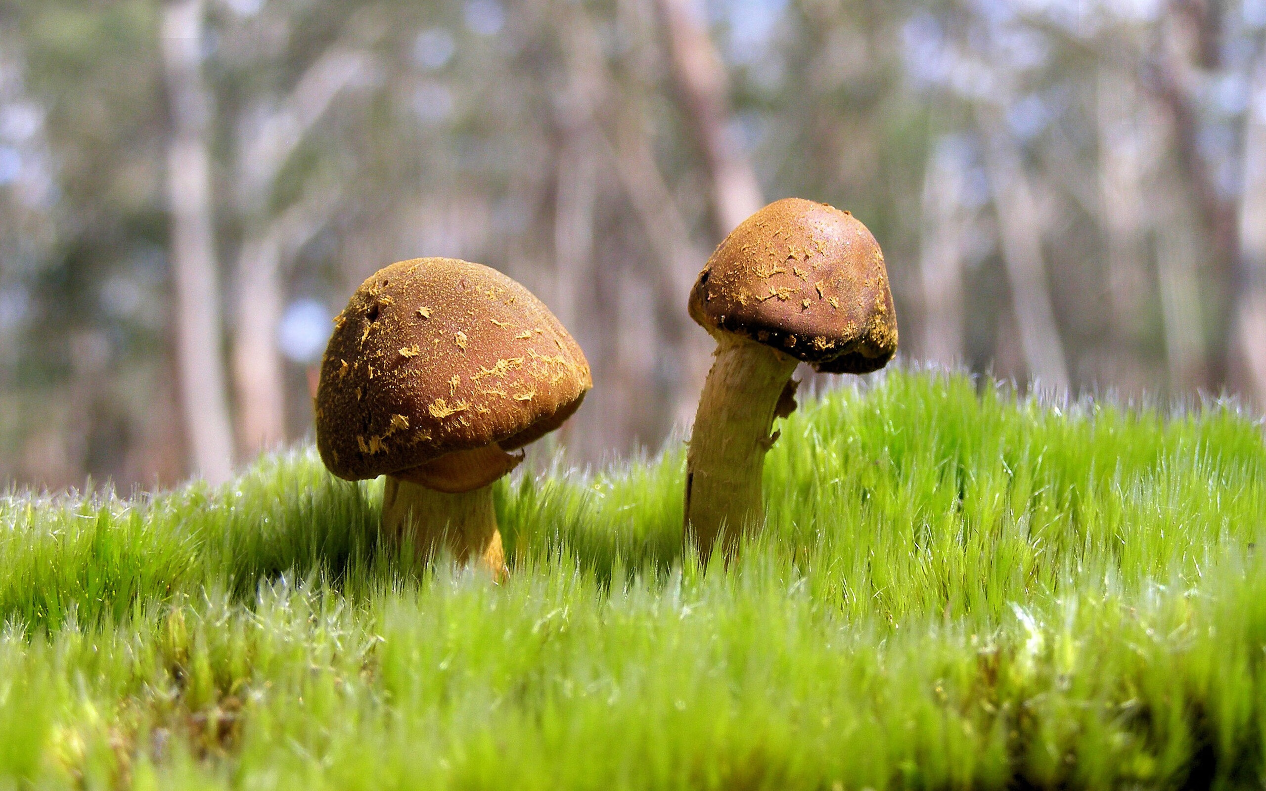 StarSky Sporting下载-拉尼·帕利斯特冲刺阶段力量十足，帕斯特里尼老板