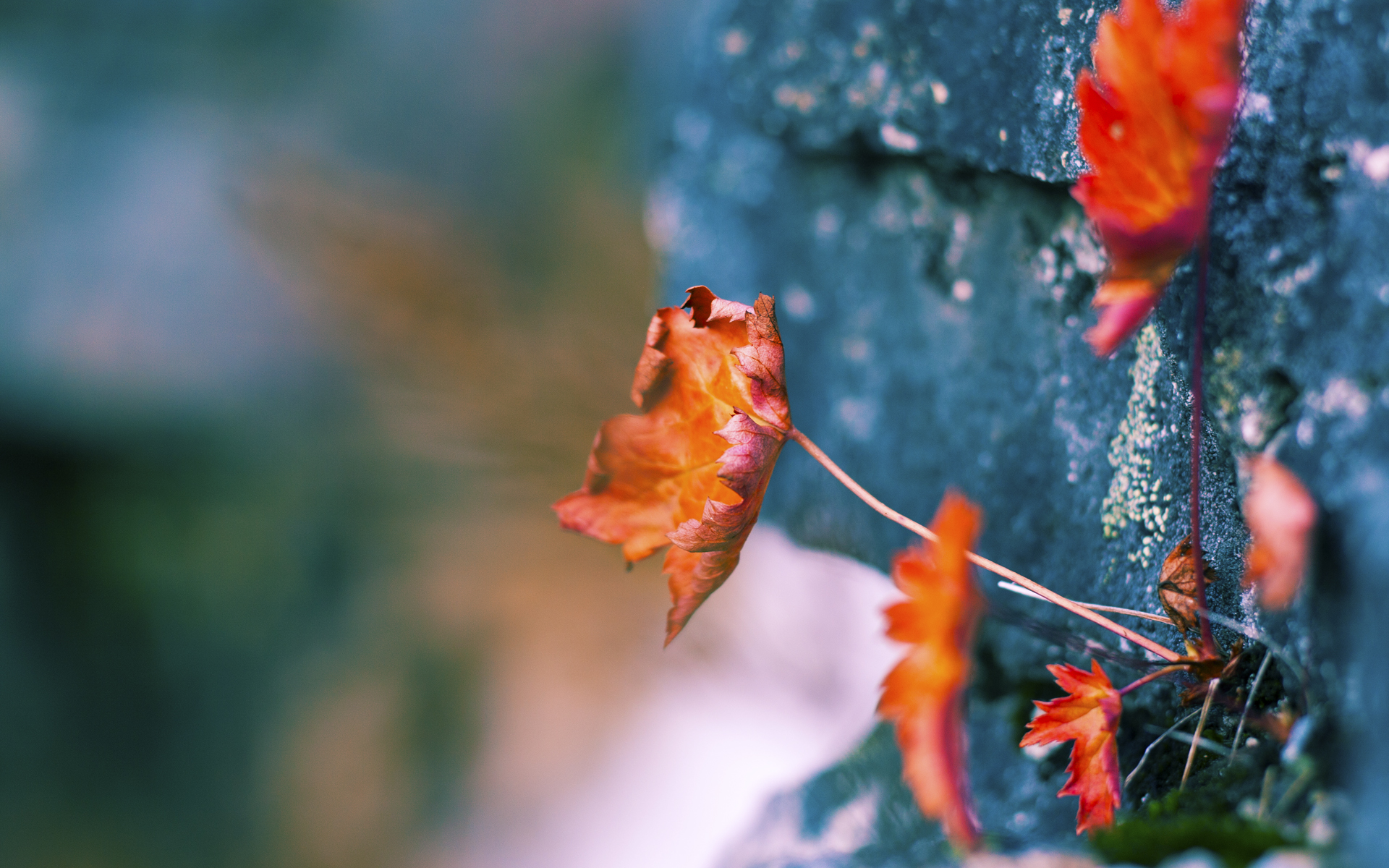 法甲新秀崭露锋芒：未来领军人物！，法甲新赛季前瞻